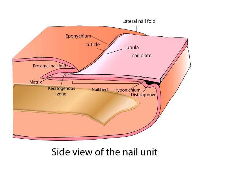 NAIL TUTOR - Step 2: The lateral nail fold: colour, morphology